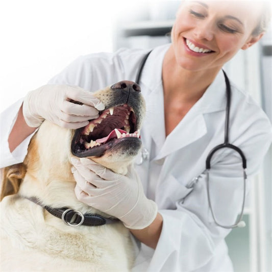 Dog Toothpaste – Pet Dental Care for Healthy Teeth & Fresh Breath