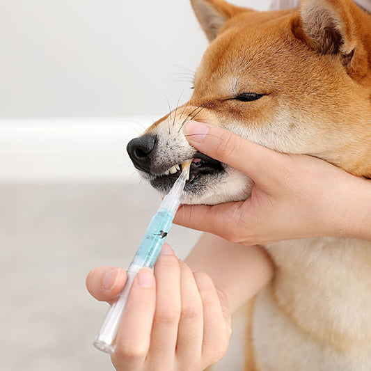 Pet Teeth Repair Kit – Dog & Cat Teeth Cleaning Pen Kit
